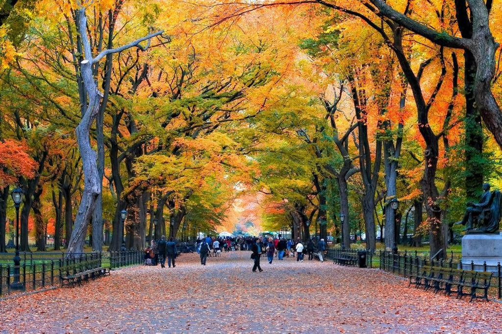New York City Central Park Walk in the Park Photo Photograph Cool Wall Art Print Poster 36x24