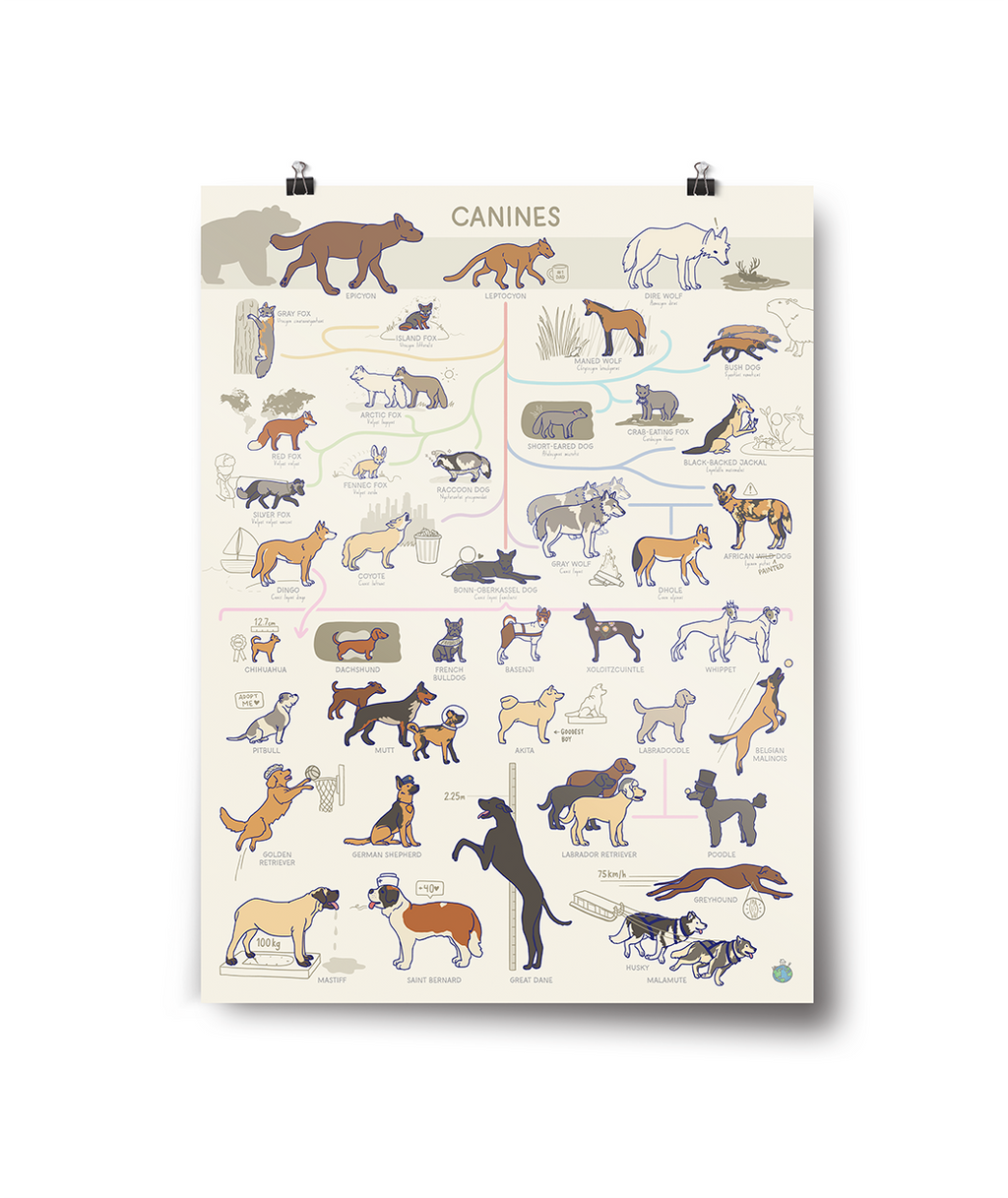 Canine Poster