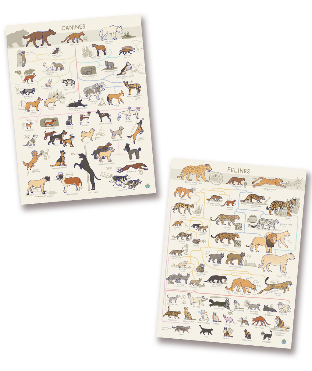 Feline Poster and Canine Poster Bundle