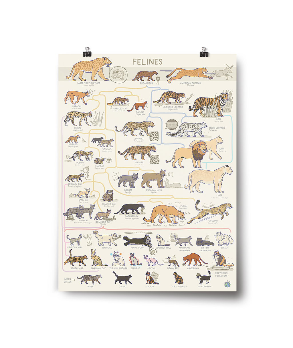 Feline Poster