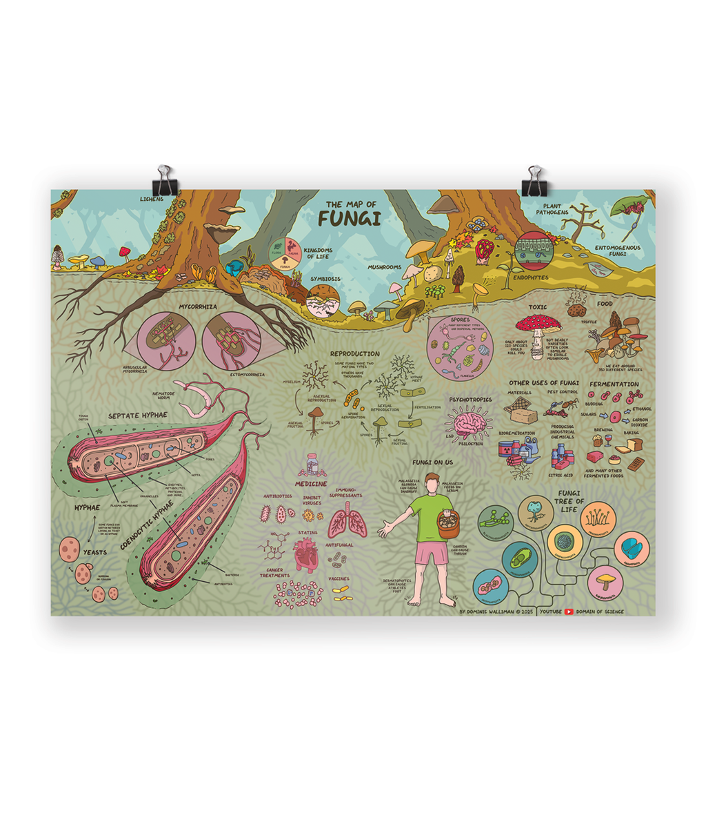 Map of Fungi Poster