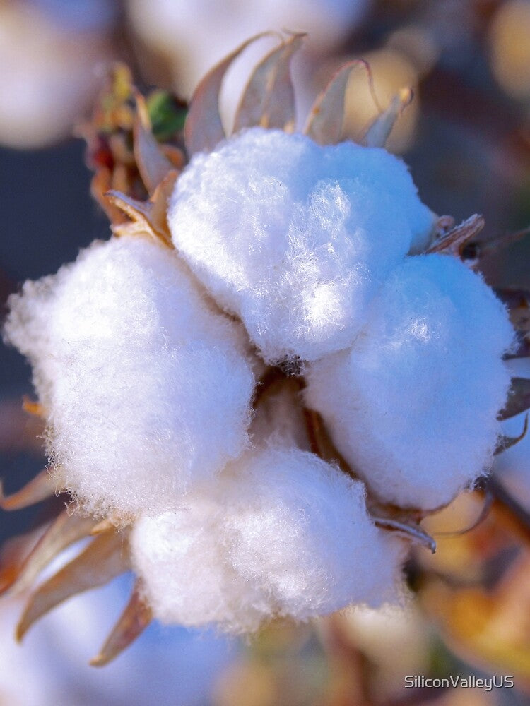 Cotton Blossom in Bloom by SiliconValleyUS