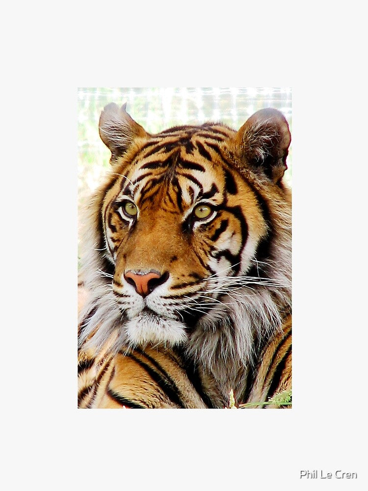 Sumatran Tiger (4) by Phil Le Cren