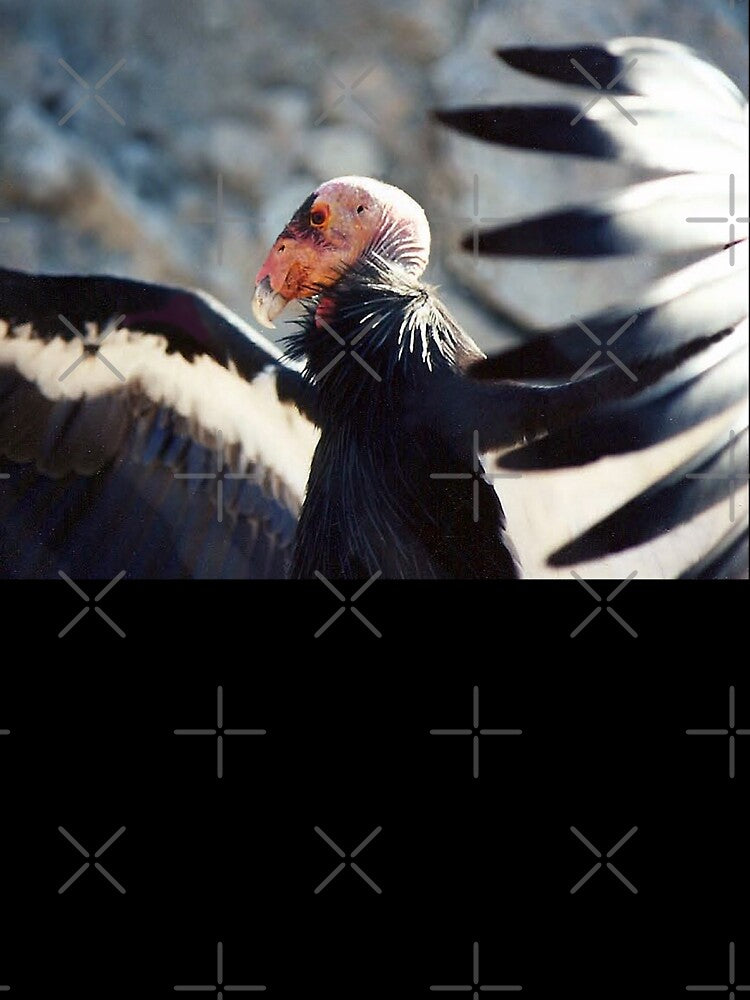 California Condor by CarolM