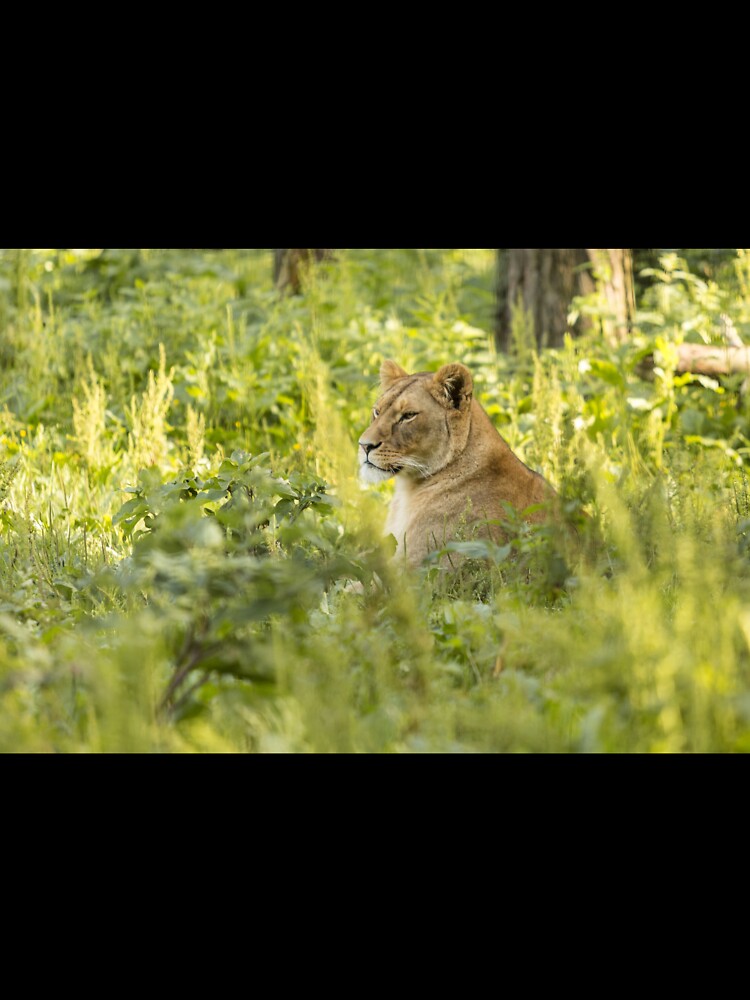 Lion by Conservation Art Emporium