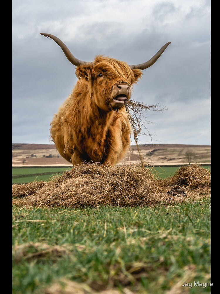 Highland Cow Dinner Surprise by Jay Mayne