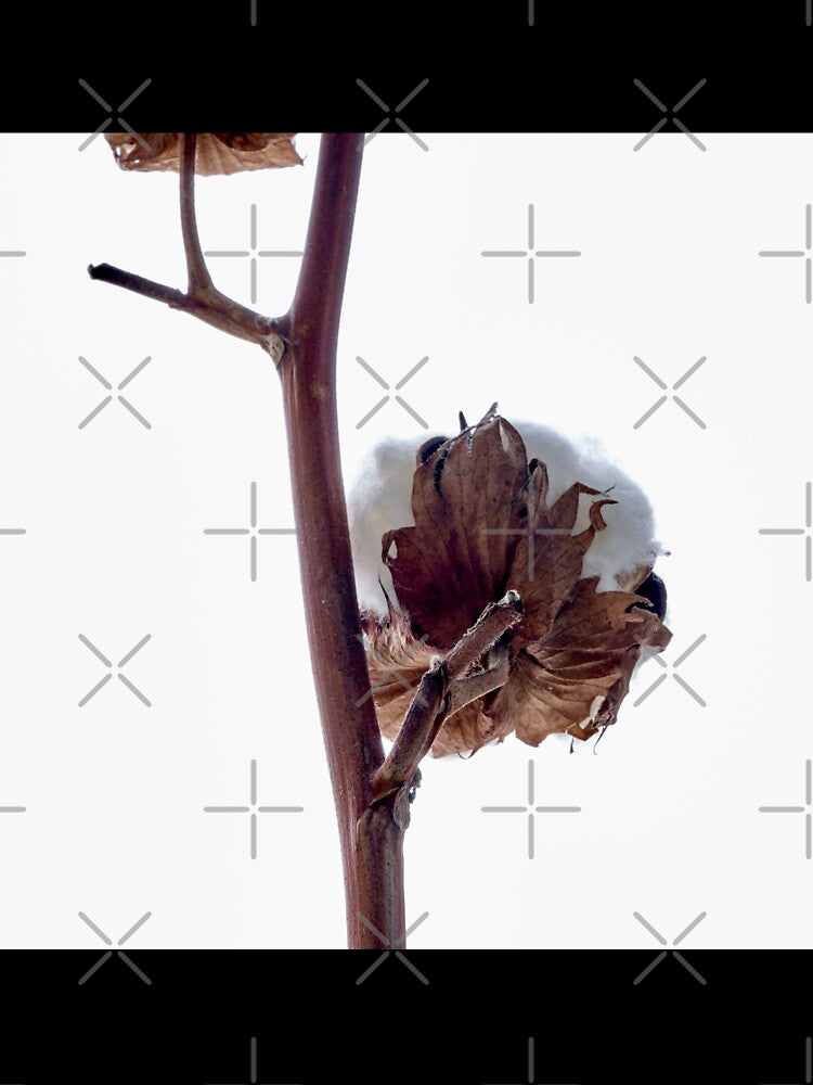 cotton by IgorKovalenko