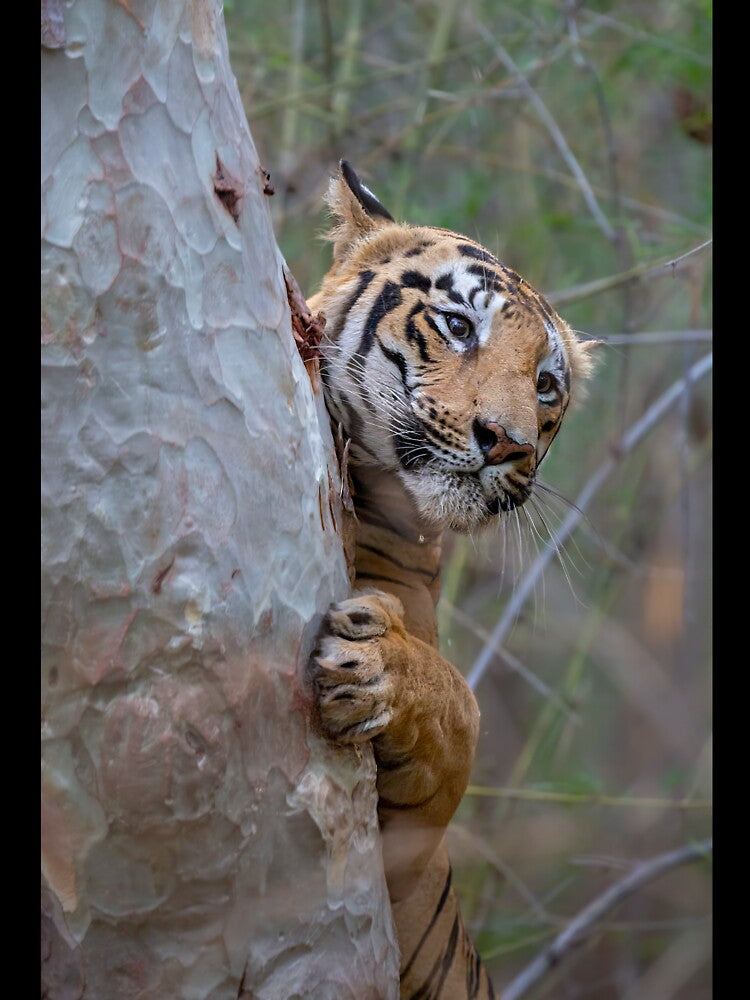Tiger of India by Captive-Moment