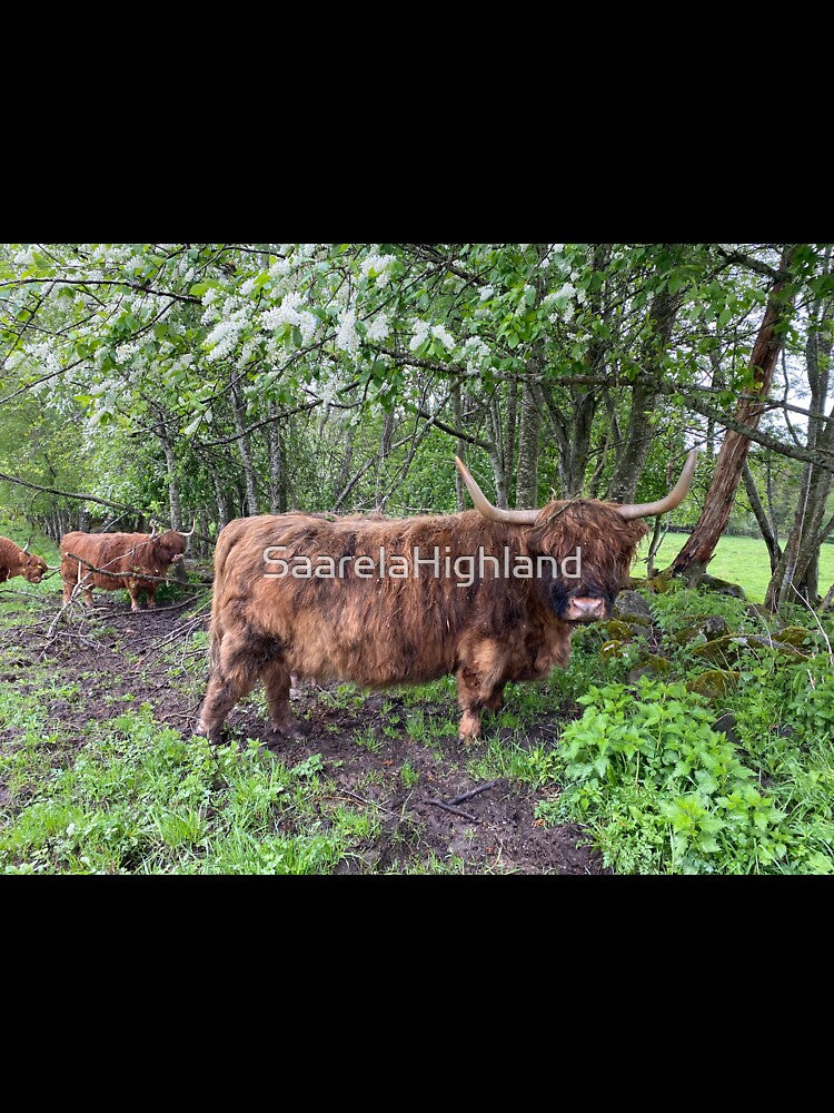 Scottish Highland Cattle Cow 2853 by SaarelaHighland