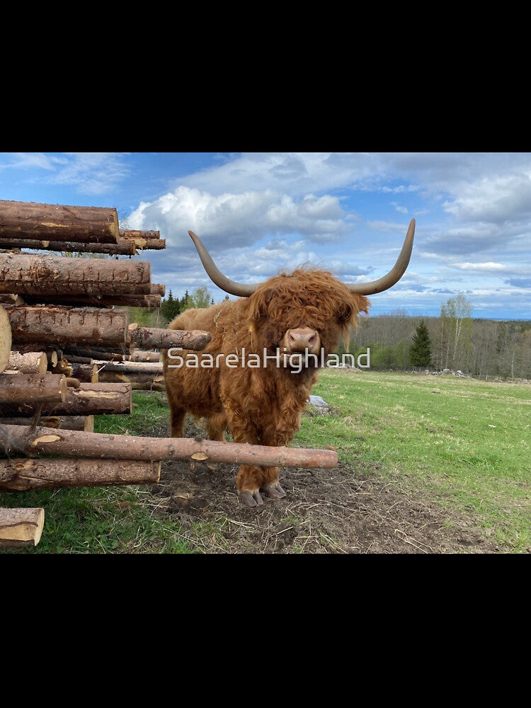 Scottish Highland Cattle Cow 3339 by SaarelaHighland