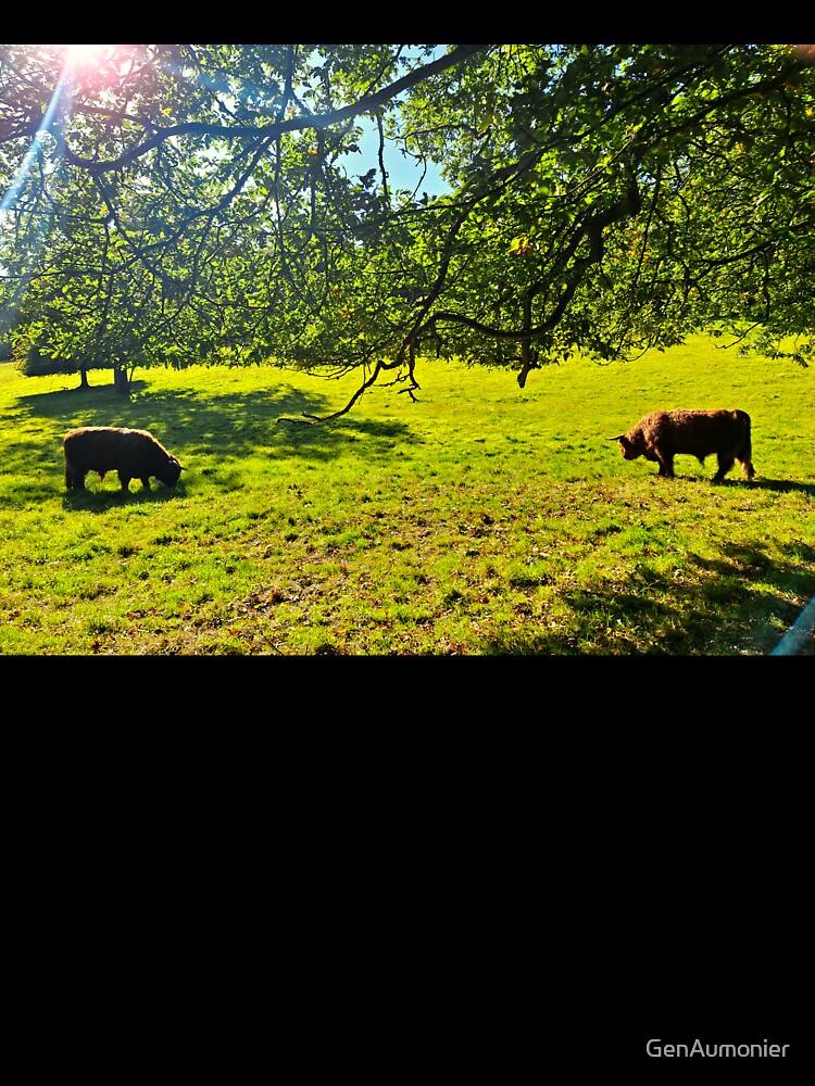 Coos Grazing in the Sun - Photograph by GenAumonier