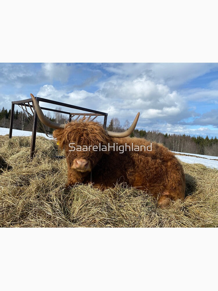 Scottish Highland Cattle Cow 3285 by SaarelaHighland