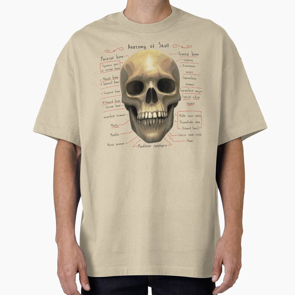 anatomy lesson (skull) by hayrpictures
